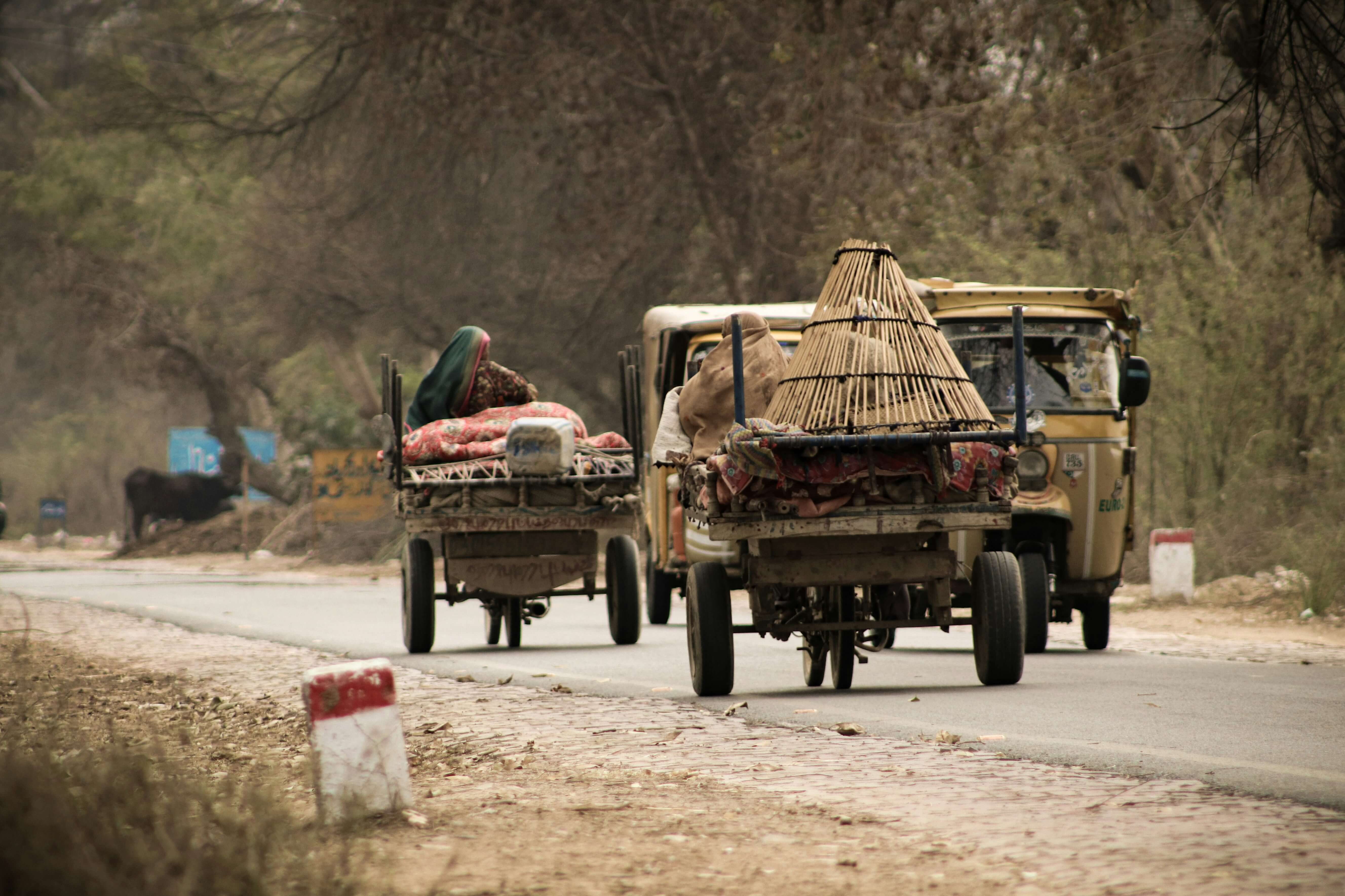 Bullock carts on a rural Indian road